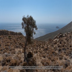 Ιερός Ναός Αγίου Ιωάννου του Χρυσοστόμου, Κάψαλα